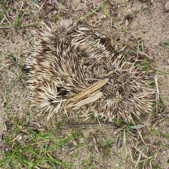 Hemiechinus auritus