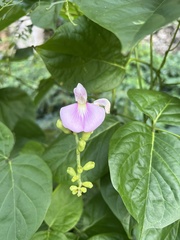 Canavalia cathartica