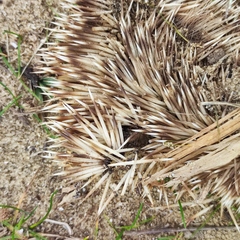 Hemiechinus auritus