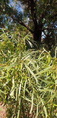Acacia uncifolia