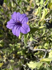 Ruellia californica californica