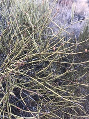 Ephedra californica