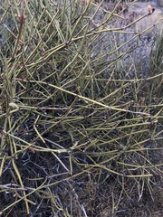 Ephedra californica