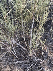 Ephedra californica
