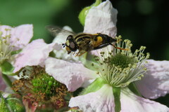 Helophilus antipodus
