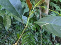 Turpinia formosana
