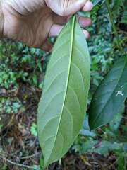 Turpinia formosana