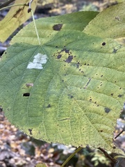 Phyllonorycter lucetiella