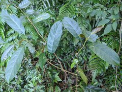 Turpinia formosana