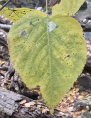 Phyllonorycter lucetiella
