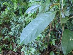 Turpinia formosana