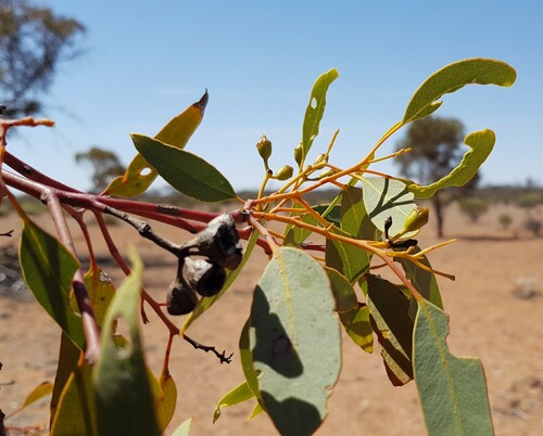 Eucalyptus striaticalyx, 2022-09-21