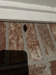 Periplaneta fuliginosa