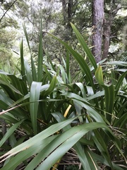 Phormium cookianum