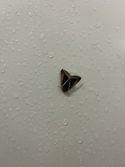 Chalciope