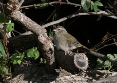 Arremonops rufivirgatus