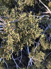 Juniperus californica