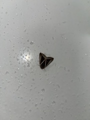 Chalciope