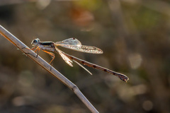 Lestes australis