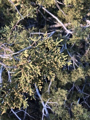 Juniperus californica