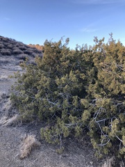 Juniperus californica