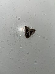 Chalciope