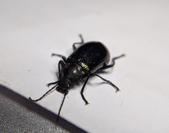 Tarpela micans