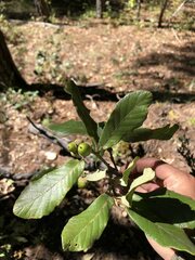 Quercus convallata