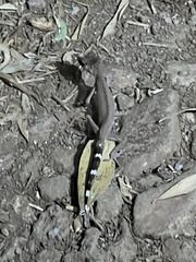 Carphodactylus laevis