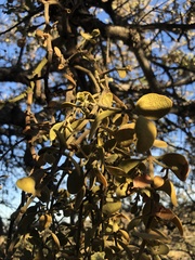 Phoradendron leucarpum tomentosum