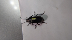 Tarpela micans