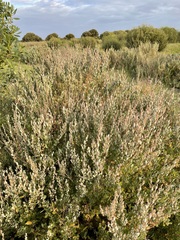 Atriplex paludosa