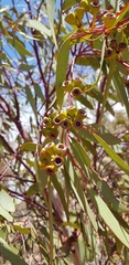 Eucalyptus striaticalyx