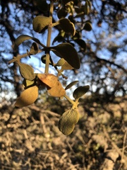 Phoradendron leucarpum tomentosum