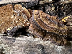 Hymenochaete setipora