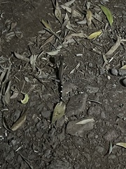 Carphodactylus laevis