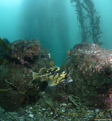 Sebastes chrysomelas