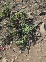 Heliotropium arborescens