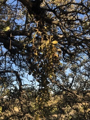 Phoradendron leucarpum tomentosum