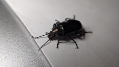 Tarpela micans