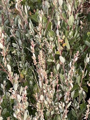 Atriplex paludosa