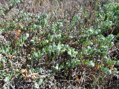 Extriplex californica