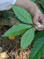 Melicope pteleifolia