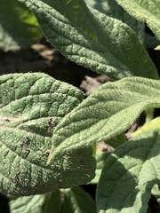Heliotropium arborescens