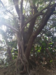 Ficus