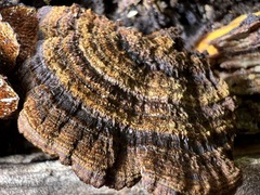 Hymenochaete setipora