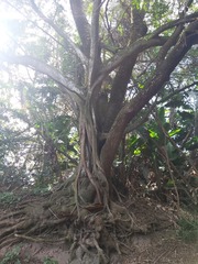 Ficus