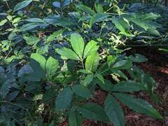 Melicope pteleifolia