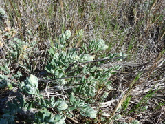 Extriplex californica