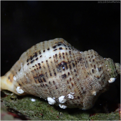Acanthinucella spirata